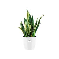 brussels diamond rund 25cm weiss